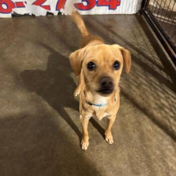 Miles -  Chihuahua and Mixed Breed Dog for Adoption in Newberg, Oregon - Miles | PetCurious