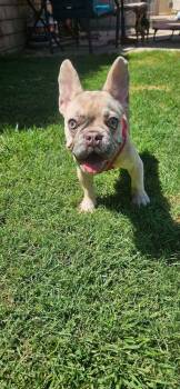 Camille Augusta -  French Bulldog Dog for Adoption in Mission Viejo, California - Camille Augusta | PetCurious