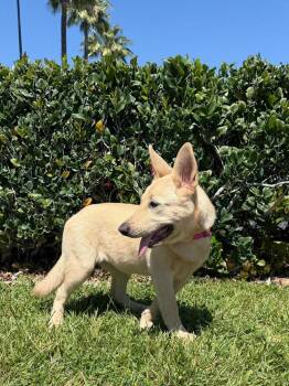 Labrador Retriever Dogs Available for Adoption in Mission Viejo, California - Bugsy | PetCurious