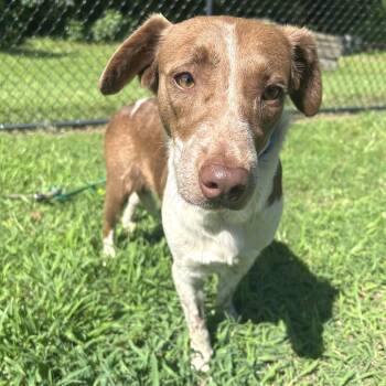 (Found) Coconut -  Australian Shepherd and Cattle Dog Dog for Adoption in Cabot, Arkansas - (Found) Coconut | PetCurious