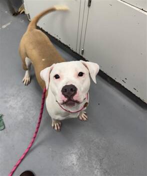 PUMPKIN SEED -  Pit Bull Terrier Dog for Adoption in Peoria, Illinois - PUMPKIN SEED | PetCurious