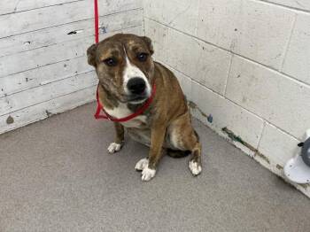 KIMBEE -  Pit Bull Terrier and Mixed Breed Dog for Adoption in San Bernardino, California - KIMBEE | PetCurious