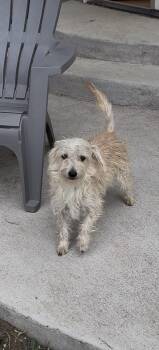 Orleans -  Maltese and Mixed Breed Dog for Adoption in Severance, Colorado - Orleans | PetCurious