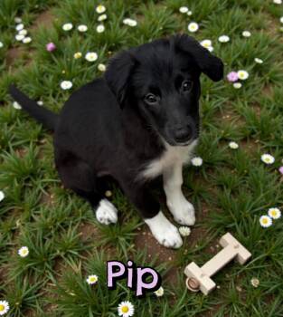 Slippers AKA Pip -  Australian Shepherd Dog for Adoption in New Baltimore, Michigan - Slippers AKA Pip | PetCurious