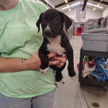 Conrad -  Boxer and Mixed Breed Dog for Adoption - Conrad | PetCurious