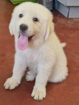 Petey -  Great Pyrenees Dog for Adoption in Newburg, Missouri - Petey | PetCurious