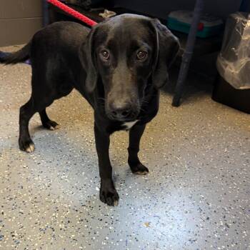 TUSC-Stray-85310 -  Labrador Retriever and Hound Dog for Adoption in Tuscaloosa, Alabama - TUSC-Stray-85310 | PetCurious