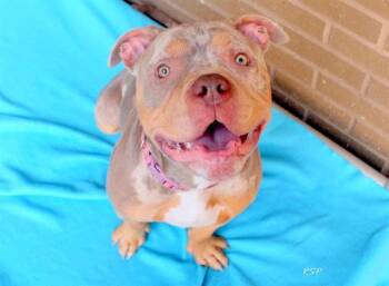 Pit Bull Terrier Dogs Available for Adoption in Fort Wayne, Indiana - JAVA | PetCurious