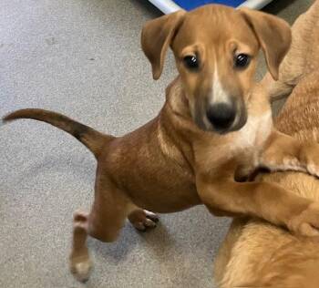Mixed Breed Dogs Available for Adoption - Cypress 2 Months Male Ava 4/15 | PetCurious