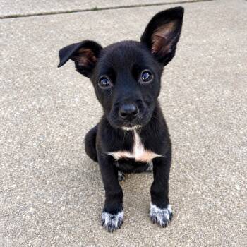 Ginger Spice -  Chihuahua and Terrier Dog for Adoption in Baldwin, Maryland - Ginger Spice | PetCurious