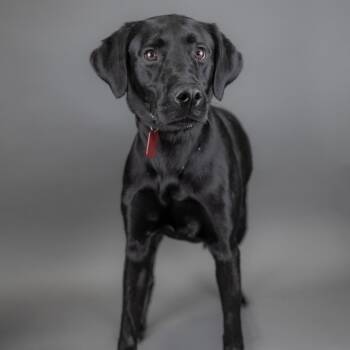Genevieve -  Black Labrador Retriever Dog for Adoption in Portland, Oregon - Genevieve | PetCurious