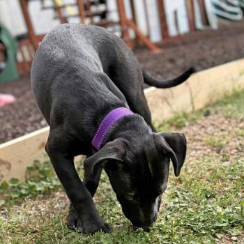 Pit Bull Terrier Dogs Available for Adoption in Wichita, Kansas - Leia | PetCurious