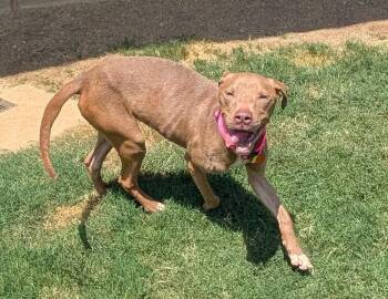 Birdie A219057 -  Pit Bull Terrier Dog for Adoption in Plano, Texas - Birdie A219057 | PetCurious