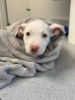 Yogurt -  Pit Bull Terrier and Mixed Breed Dog for Adoption in Chillicothe, Ohio - Yogurt | PetCurious