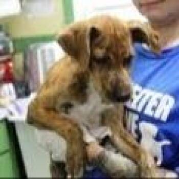 Peanut Butter -  Mountain Cur and Mixed Breed Dog for Adoption - Peanut Butter | PetCurious