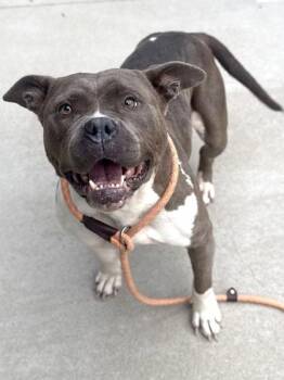 Pit Bull Terrier and Mixed Breed Dogs Available for Adoption in King William, Virginia - Minnie | PetCurious