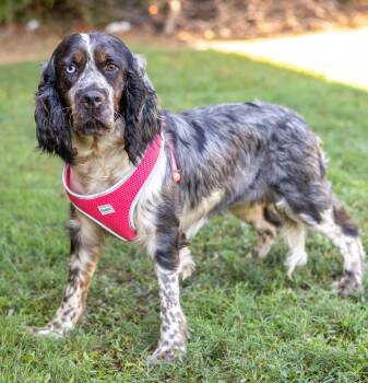 Rescue English Springer Spaniel Dogs for Adoption in Sandy Springs, Georgia - Leia | PetCurious