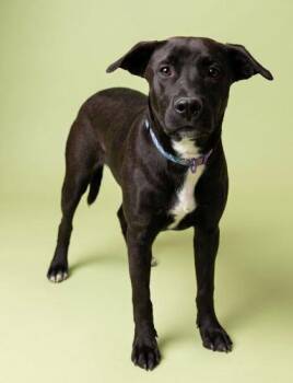 Labrador Retriever and Mixed Breed Dogs Available for Adoption in Bowling Green, Kentucky - Nanock | PetCurious