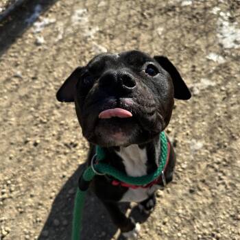 Pit Bull Terrier Dogs Available for Adoption - Bela Vida | PetCurious