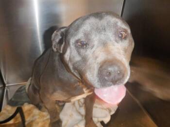 BLUE -  Pit Bull Terrier Dog for Adoption in San Jose, California - BLUE | PetCurious