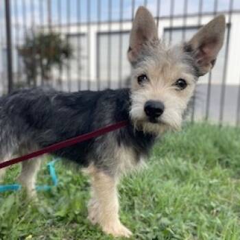 Rescue West Highland White Terrier Westie and Yorkshire Terrier Dogs for Adoption in Wimberley, Texas - Peanut | PetCurious