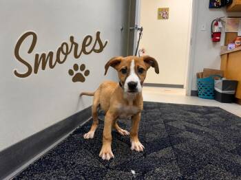 Smores -  Labrador Retriever Dog for Adoption in Carmel Hamlet, New York - Smores | PetCurious