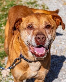 Amos -  Pit Bull Terrier Dog for Adoption in Greencastle, Indiana - Amos | PetCurious