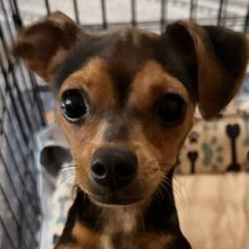 Cherry -  Mixed Breed Dog for Adoption in Chino Valley, Arizona - Cherry | PetCurious