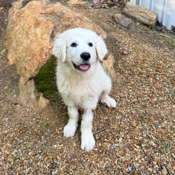 CT Sally -  Great Pyrenees Dog for Adoption in Eastford, Connecticut - CT Sally | PetCurious