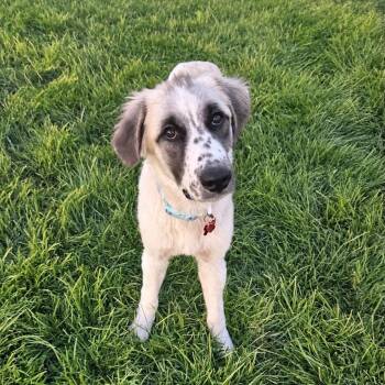 Arrow -  Great Pyrenees and Anatolian Shepherd Dog for Adoption in Springfield, Missouri - Arrow | PetCurious