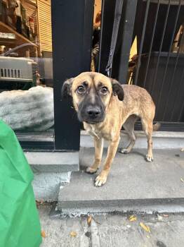 Fiona -  Beagle and Terrier Dog for Adoption in New York, New York - Fiona | PetCurious