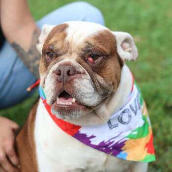 MEATBALL -  American Bulldog Dog for Adoption in San Antonio, Texas - MEATBALL | PetCurious