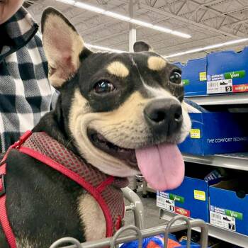 French Bulldog and Dachshund Dogs Available for Adoption - Wilma  | PetCurious