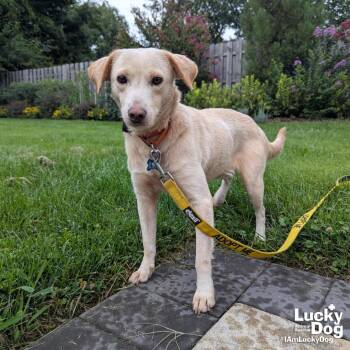 Spunky -  Labrador Retriever Dog for Adoption in Washington, District Of Columbia - Spunky | PetCurious