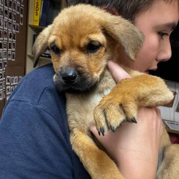 Puppy 3 -  Black Labrador Retriever and Shepherd Dog for Adoption in Carlin, Nevada - Puppy 3 | PetCurious