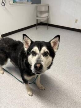 Husky Dogs Available for Adoption in Roseburg, Oregon - Dave | PetCurious