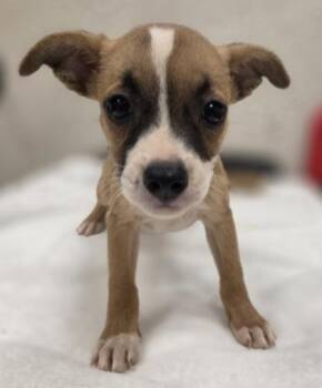 Sabrina -  Terrier and Mixed Breed Dog for Adoption in Honolulu, Hawaii - Sabrina | PetCurious