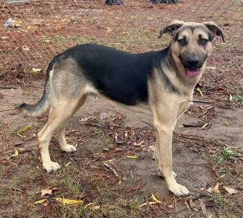 Rescue Shepherd Dogs for Adoption in Little Rock, Arkansas - Skeeter | PetCurious