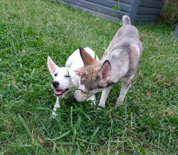 Bunny -  German Shepherd Dog Dog for Adoption in Princeton, Massachusetts - Bunny | PetCurious