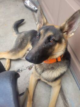 Bo -  German Shepherd Dog Dog for Adoption in Cave Creek, Arizona - Bo | PetCurious