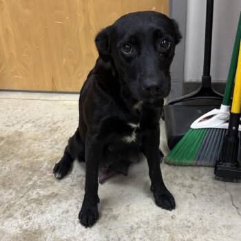 BettyBoop-100201U -  Black Labrador Retriever and Mixed Breed Dog for Adoption in Tupelo, Mississippi - BettyBoop-100201U | PetCurious