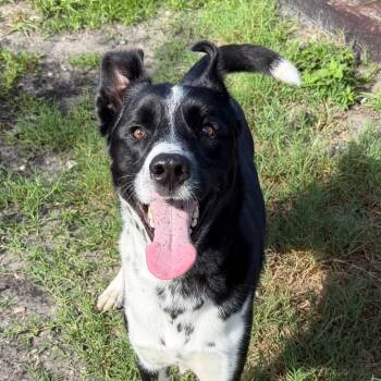 Drako -  Border Collie and Mixed Breed Dog for Adoption in Tampa, Florida - Drako | PetCurious
