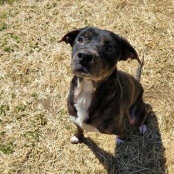 Mixed Breed Dogs Available for Adoption in Mishawaka, Indiana - Alice | PetCurious