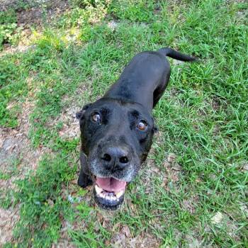 Rescue Pointer Dogs for Adoption in Lake Panasoffkee, Florida - Atticus | PetCurious