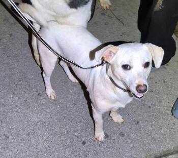 Chihuahua and Terrier Dogs Available for Adoption - Pen 202 | PetCurious