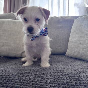 Rescue Jack Russell Terrier and Maltipoo Dogs for Adoption in Tustin, California - Tucker - Available For Adoption | PetCurious
