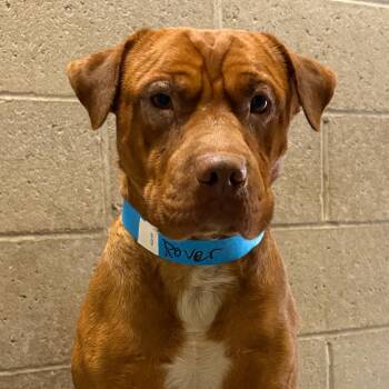 Red -  Shar Pei and Pit Bull Terrier Dog for Adoption in Yuma, Arizona - Red | PetCurious