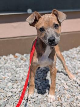 Mixed Breed Dogs Available for Adoption - Jewel | PetCurious