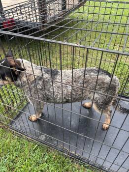 Amber -  Australian Cattle Dog Blue Heeler Dog Available for Adoption in Douglasville, Georgia - Amber | PetCurious