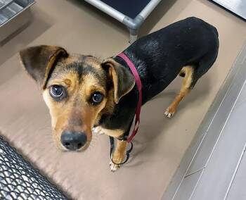 Mixed Breed Dogs Available for Adoption in Nashville, Tennessee - Chun-Li | PetCurious